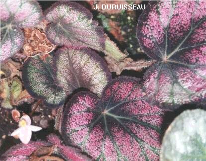 B. ‘Gloire des Ardennes’